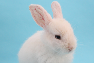 岐阜県土岐市にある動物病院 陶の里動物病院 犬 猫以外にエキゾチックアニマルも対応